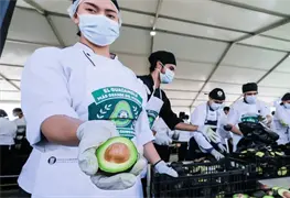 Guacamole hist&oacute;rico, Jalisco rompe r&eacute;cord con 12 toneladas