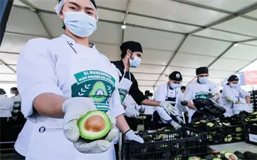 Guacamole hist&oacute;rico, Jalisco rompe r&eacute;cord con 12 toneladas