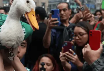 Pato Merl&iacute;n, la sensaci&oacute;n del Mundial 2026