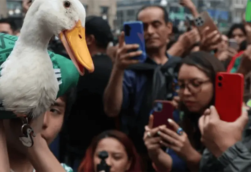 Pato Merl&iacute;n, la sensaci&oacute;n del Mundial 2026