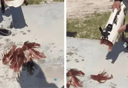 El pez que amenaza los arrecifes del Caribe aparece en Akumal