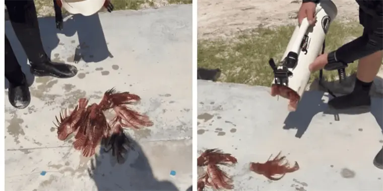 El pez que amenaza los arrecifes del Caribe aparece en Akumal