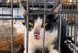 Rescatados m&aacute;s de 400 gatos destinados a comercio de carne en Vietnam