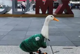 Una perrita, un pato y una botarga