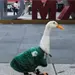 Una perrita, un pato y una botarga