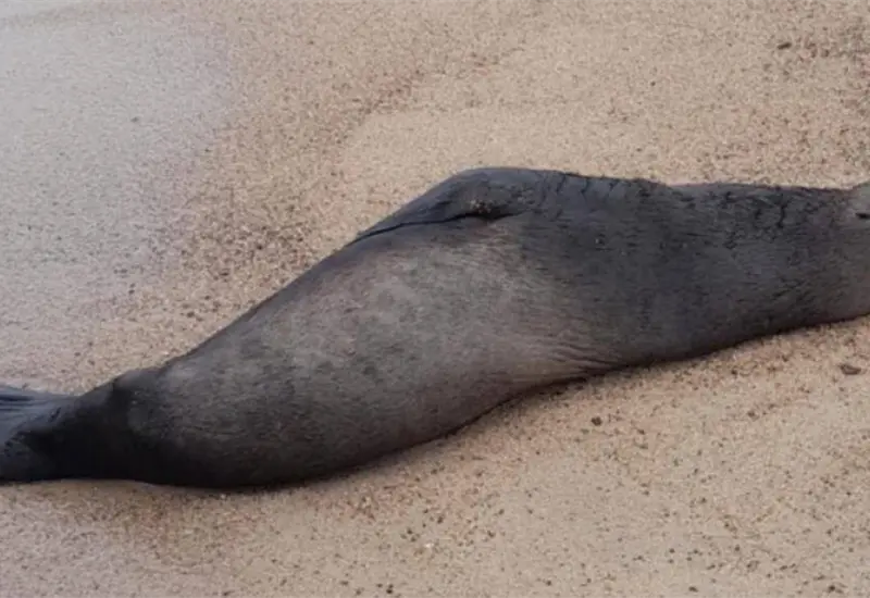 Lobo marino descansa en playa de Nayarit