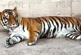 Tigre escapa de Santuario de Semarnat en Tepetlaoxtoc
