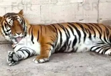Tigre escapa de Santuario de Semarnat en Tepetlaoxtoc