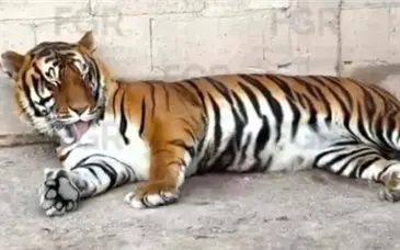 Tigre escapa de Santuario de Semarnat en Tepetlaoxtoc
