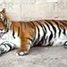 Tigre escapa de Santuario de Semarnat en Tepetlaoxtoc