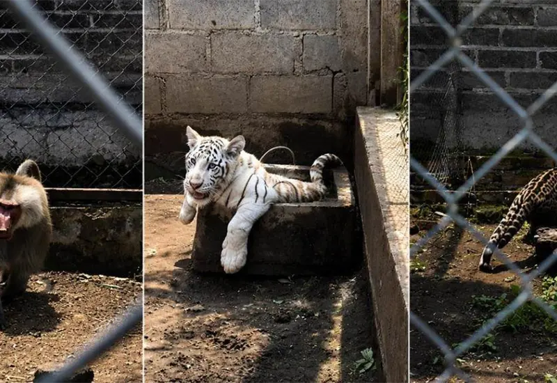 Detenido por tr&aacute;fico ilegal de especies en Chalco: fauna incautada