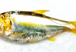 Contaminaci&oacute;n en Laguna Las Ilusiones: Efectos en ADN de Sardina Amarilla