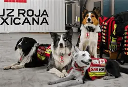 Cruz Roja Mexicana env&iacute;a 22 binomios caninos a Venezuela