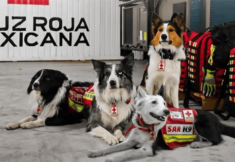 Cruz Roja Mexicana env&iacute;a 22 binomios caninos a Venezuela