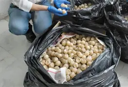 Profepa alerta sobre venta ilegal de animales silvestres