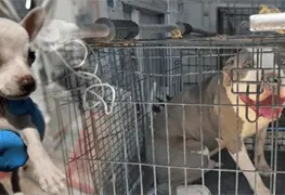 DABA ofrece adopci&oacute;n de animales rescatados en Ciudad Ju&aacute;rez