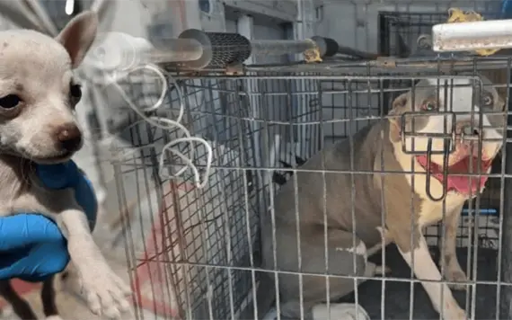 DABA ofrece adopci&oacute;n de animales rescatados en Ciudad Ju&aacute;rez