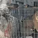 DABA ofrece adopci&oacute;n de animales rescatados en Ciudad Ju&aacute;rez