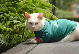 Coco, el gato de Palacio Nacional, se une a la fiesta del Tri en el Mundial 2026