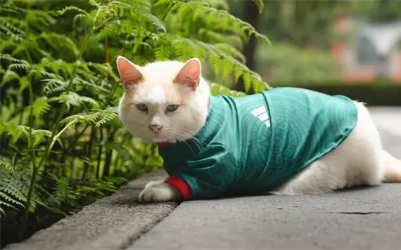 Coco, el gato de Palacio Nacional, se une a la fiesta del Tri en el Mundial 2026