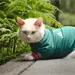 Coco, el gato de Palacio Nacional, se une a la fiesta del Tri en el Mundial 2026