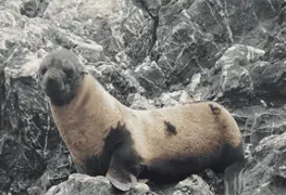 Alertan por casos de alopecia en lobos finos de Guadalupe en Baja California