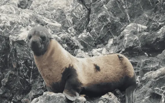 Alertan por casos de alopecia en lobos finos de Guadalupe en Baja California