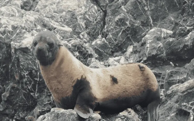 Alertan por casos de alopecia en lobos finos de Guadalupe en Baja California