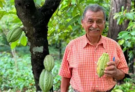 Comienza en Comalcalco la poda sanitaria del cacao