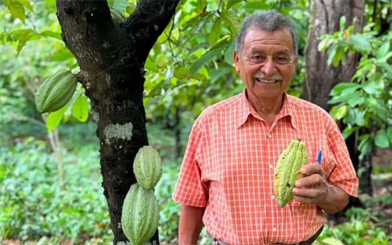 Comienza en Comalcalco la poda sanitaria del cacao