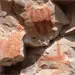 Descubren ocho nuevos sitios con pintura rupestre en Zacatecas