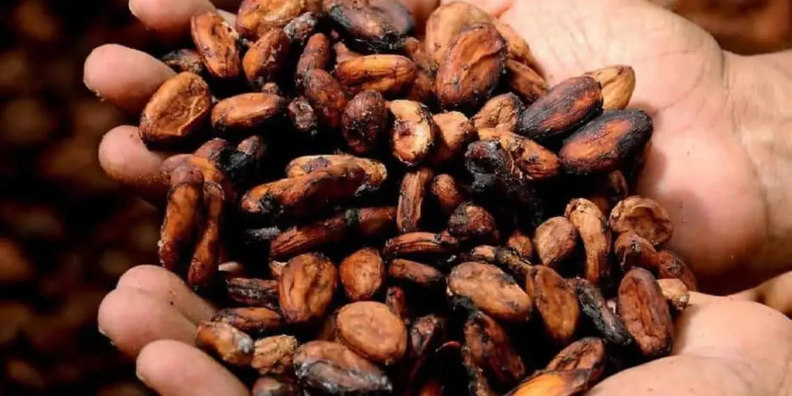 Cosecha histórica de cacao para octubre