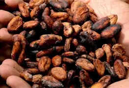 Cosecha hist&oacute;rica de cacao para octubre