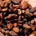 Cosecha hist&oacute;rica de cacao para octubre