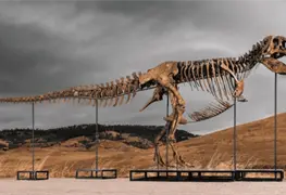 Esqueleto de Tyrannosaurus rex vendido por 50.1 millones de d&oacute;lares en subasta