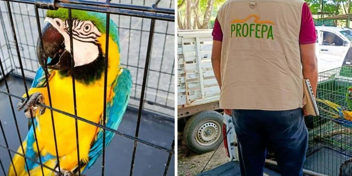 Atiende Profepa denuncias