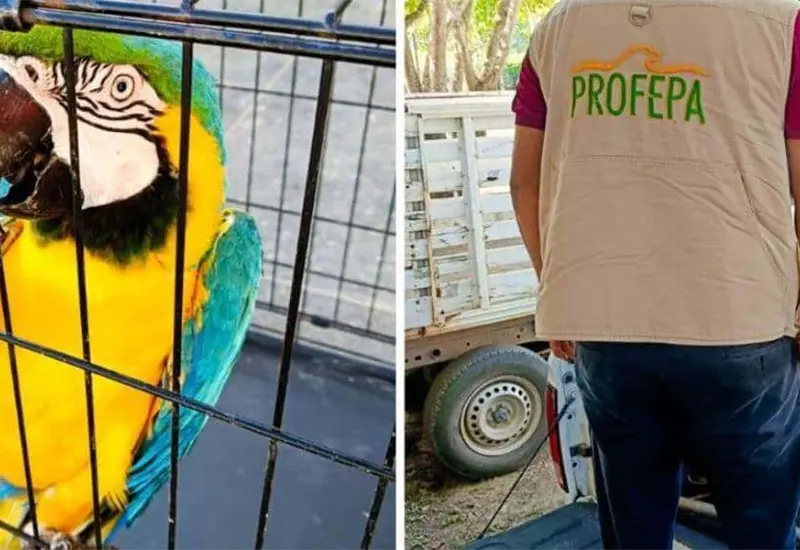 Atiende Profepa denuncias