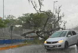 Intensa lluvia y vientos derriban &aacute;rboles en Villahermosa