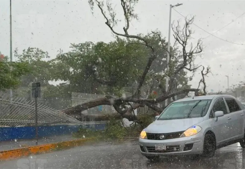 Intensa lluvia y vientos derriban &aacute;rboles en Villahermosa