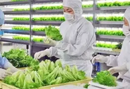 Brote en Taco Bell pone bajo la lupa a exportaciones agr&iacute;colas de M&eacute;xico