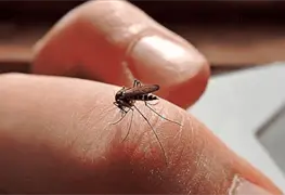 Siete muertes por dengue en el pa&iacute;s