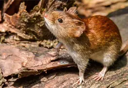 Confirmadas tres muertes por hantavirus en Venezuela