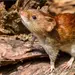 Confirmadas tres muertes por hantavirus en Venezuela
