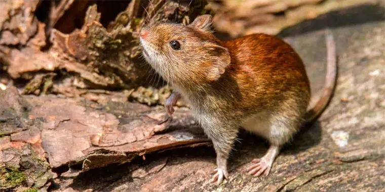Confirmadas tres muertes por hantavirus en Venezuela
