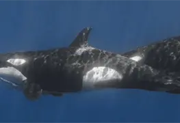 Descubren nueva estrategia de orcas en el Golfo de California