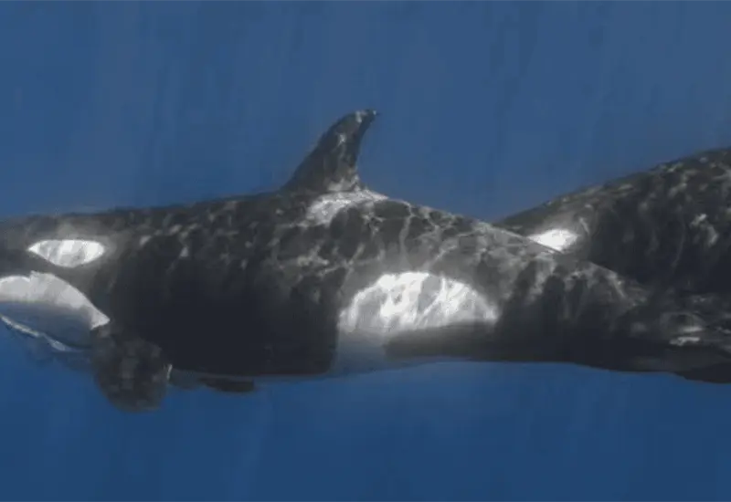Descubren nueva estrategia de orcas en el Golfo de California