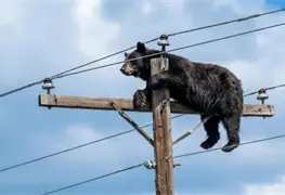 Tr&aacute;gico incidente: Oso muere electrocutado en poste el&eacute;ctrico