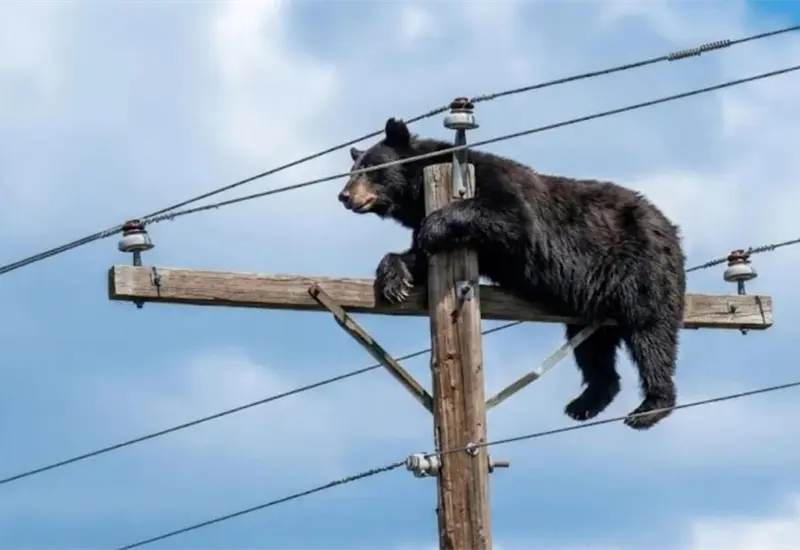 Tr&aacute;gico incidente: Oso muere electrocutado en poste el&eacute;ctrico