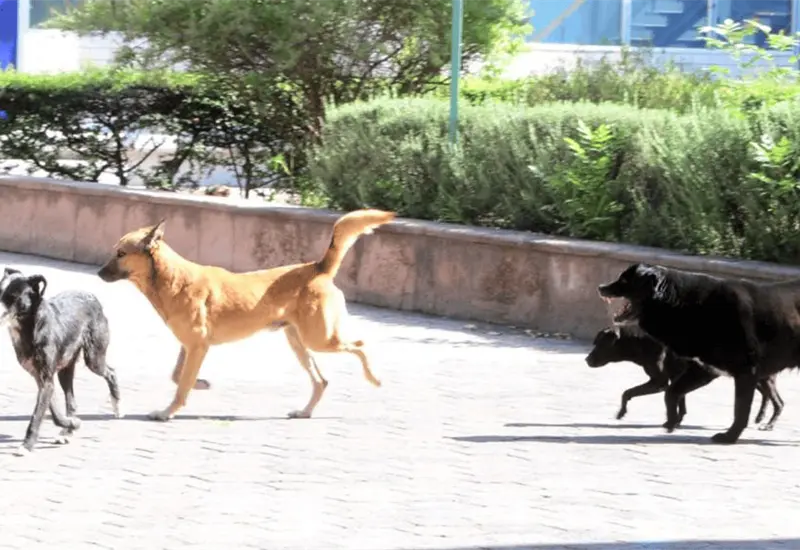 Investigaci&oacute;n solicitada por vecinos tras muerte de animales