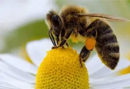 EL CORTEJO EN LAS PLANTAS